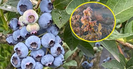 Na termometrze było - 7 st. C. Sadownik pokazał zdjęcia z plantacji borówki