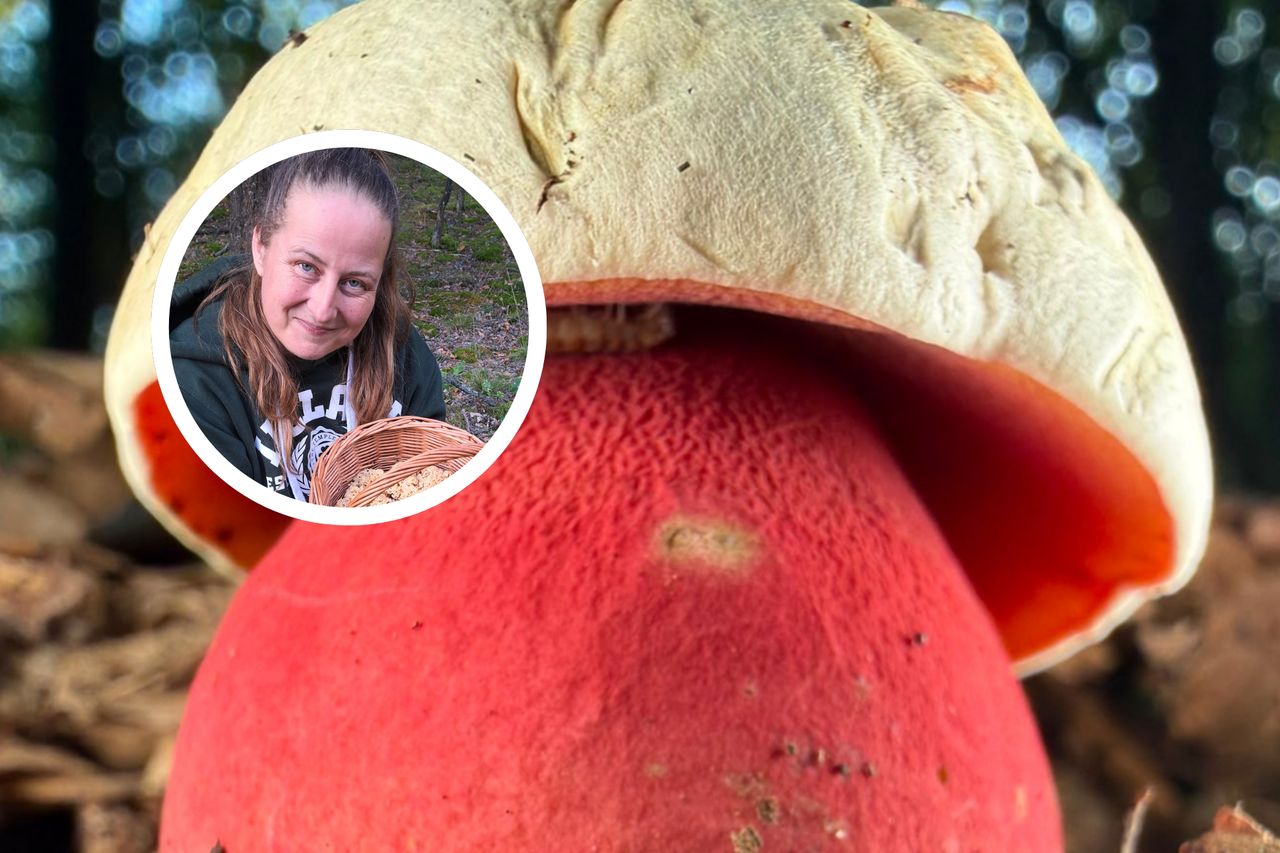 Grzyboznawcy chwalą się jego zdjęciem. Spotkanie z nim w lesie wywołuje dreszcze