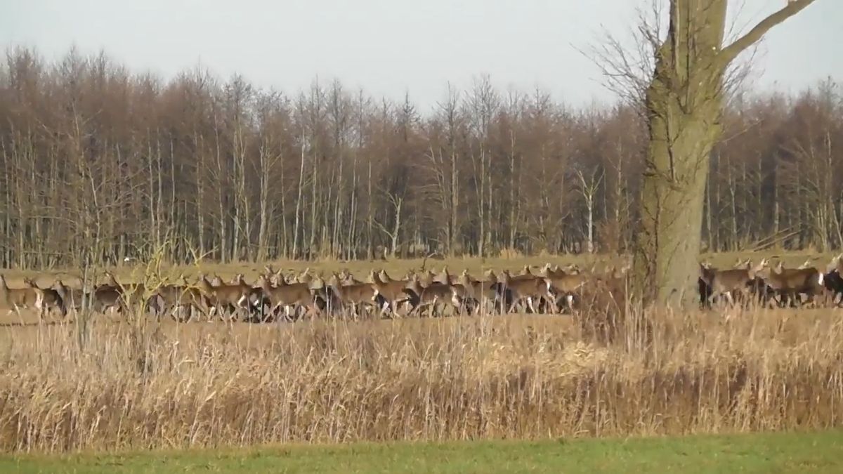 Nagranie zachwyciło internautów