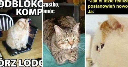 Dziś Dzień Kota. Mamy dla was mnóstwo futrzastych MEMÓW. Uśmiejecie się do łez