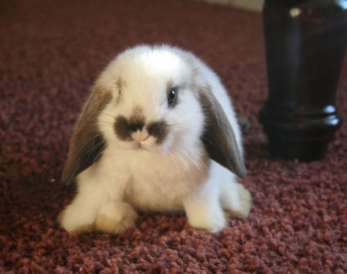 sweet-bunny