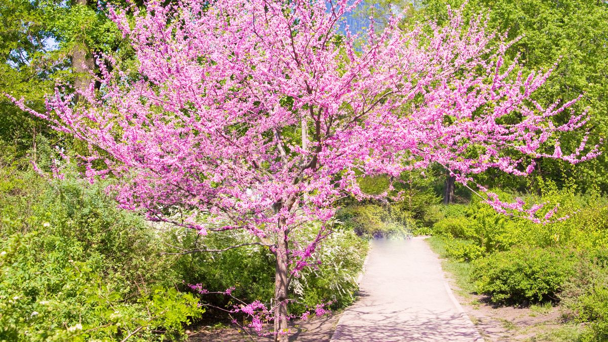 Judaszowiec kanadyjski