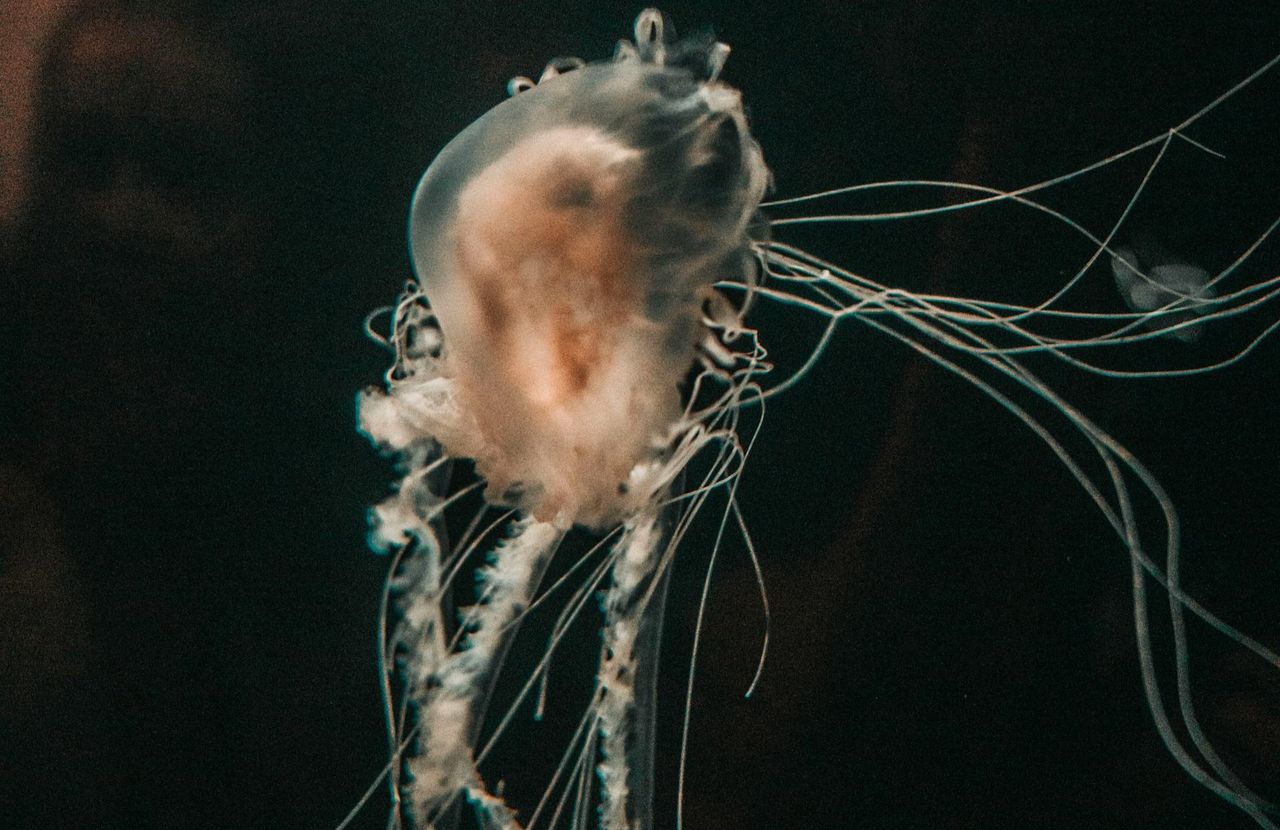 Niemcy piszą o Bałtyku. Oto co pojawiło się w morzu