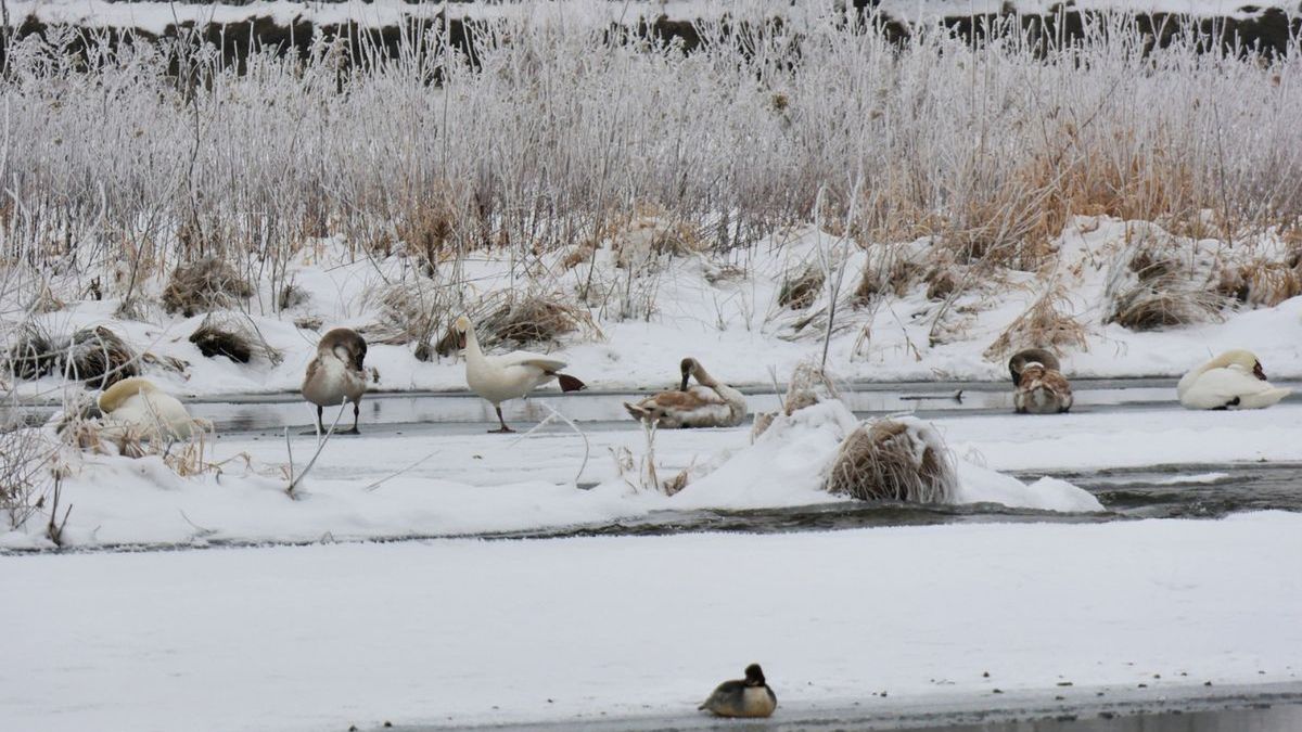 Zimowe ptasie życie nad Dunajcem