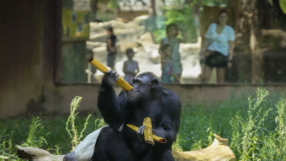BARCELONA CATALONIA, SPAIN - AUGUST 05: A chimpanzee at the Barcelona Zoo, on August 5, 2025, in Barcelona, Catalonia, Spain. Barcelona Zoo adapts its animal care each year as temperatures rise. Extraordinary measures to alleviate the effects of high temperatures on the animals include adding new water troughs, frequently renewing the water in bathing areas and mud flats, and including new foods such as frozen fruit or ice cream stock. (Photo By David Zorrakino/Europa Press via Getty Images)
