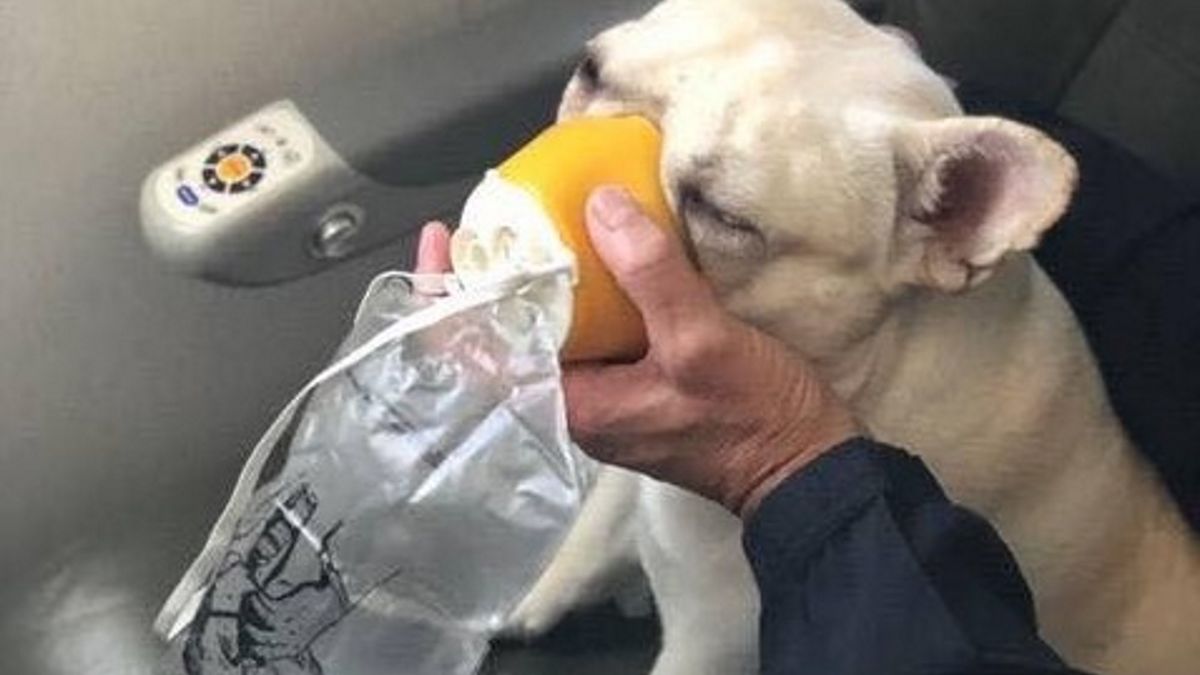 Załoga samolotu ratowała psu życie