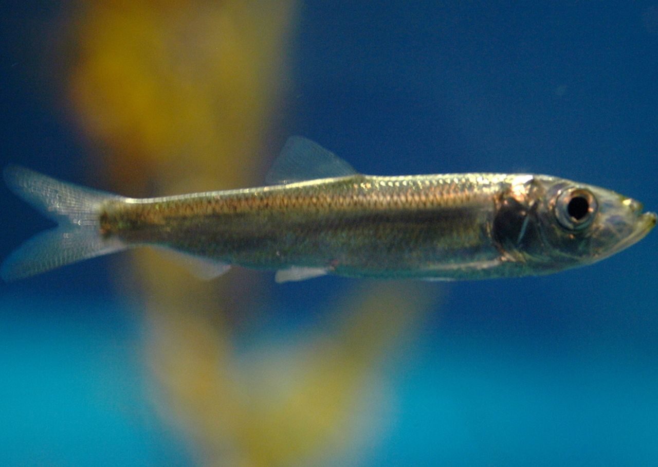 New predatory herring species reshapes Baltic ecosystem dynamics