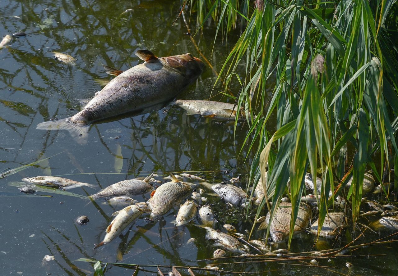 Katastrofa na Odrze może się powtórzyć. Naukowcy nie mają wątpliwości