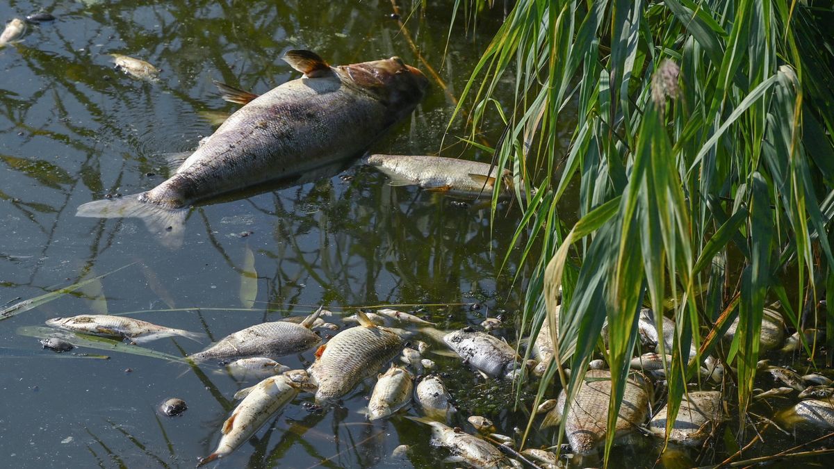 Katastrofa ekologiczna na Odrze