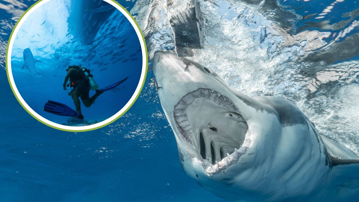 W wyniku dwóch ataków rekinów na Florydzie ucierpiały trzy osoby