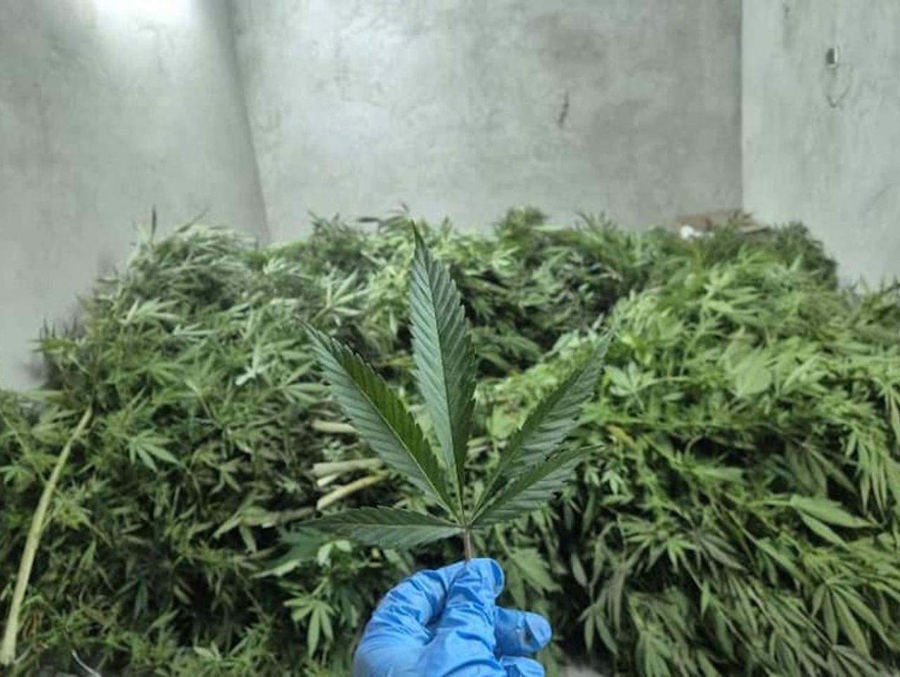 Proszowice: Rolnik kosił kukurydzę, na polu odnalazł plantację konopi. Natychmiast wezwał policjantów