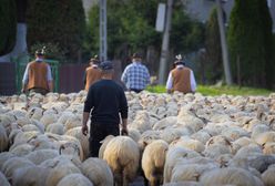 Ostatnia szansa na bezpłatny kurs. Można zostać bacą