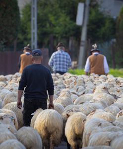 Ostatnia szansa na bezpłatny kurs. Można zostać bacą