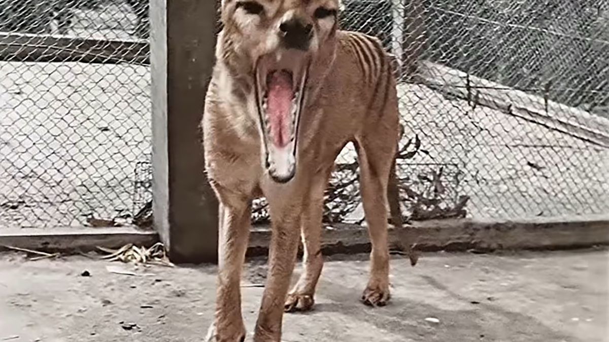 Wyginął 85 lat temu. Dopiero teraz możemy zobaczyć go w kolorze 1