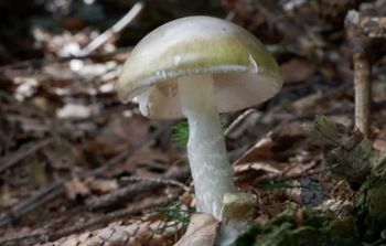 21 osób zatruło się grzybami. Władze Kalifornii odradzają grzybobranie