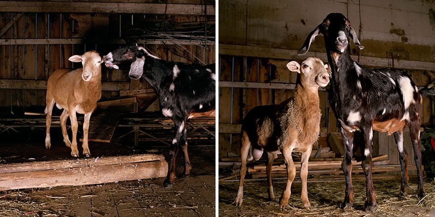 Stary MacInnis farmę miał, czyli piękne zdjęcia zwierząt hodowlanych 13