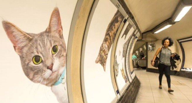 Zdjęcia kotów zamiast reklam w londyńskim metrze