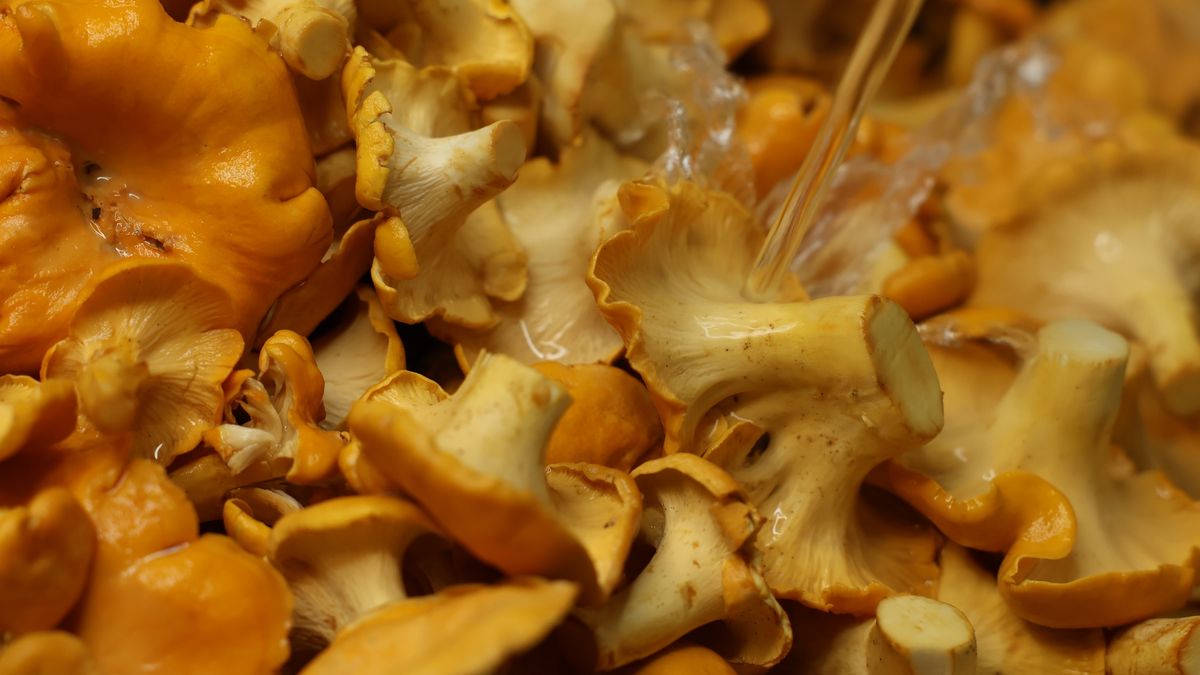 fresh wild mushrooms, chanterelles
Close-up. Fresh chanterelle mushrooms being washed under running water.
Mariia Grishina
tasty, culinary, close up, prep, edible, background, chanterelles, mushrooms, healthy, orange, fresh, nutrition, texture, wild mushrooms, raw, natural