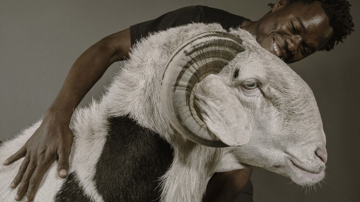 Nowa moda w Senegalu. Ludzie inwestują w... luksusowe owce 1