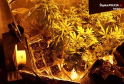 Żywiec. Plantacja konopi indyjskich w mieszkaniu. Zlikwidowano ponad 100 krzewów