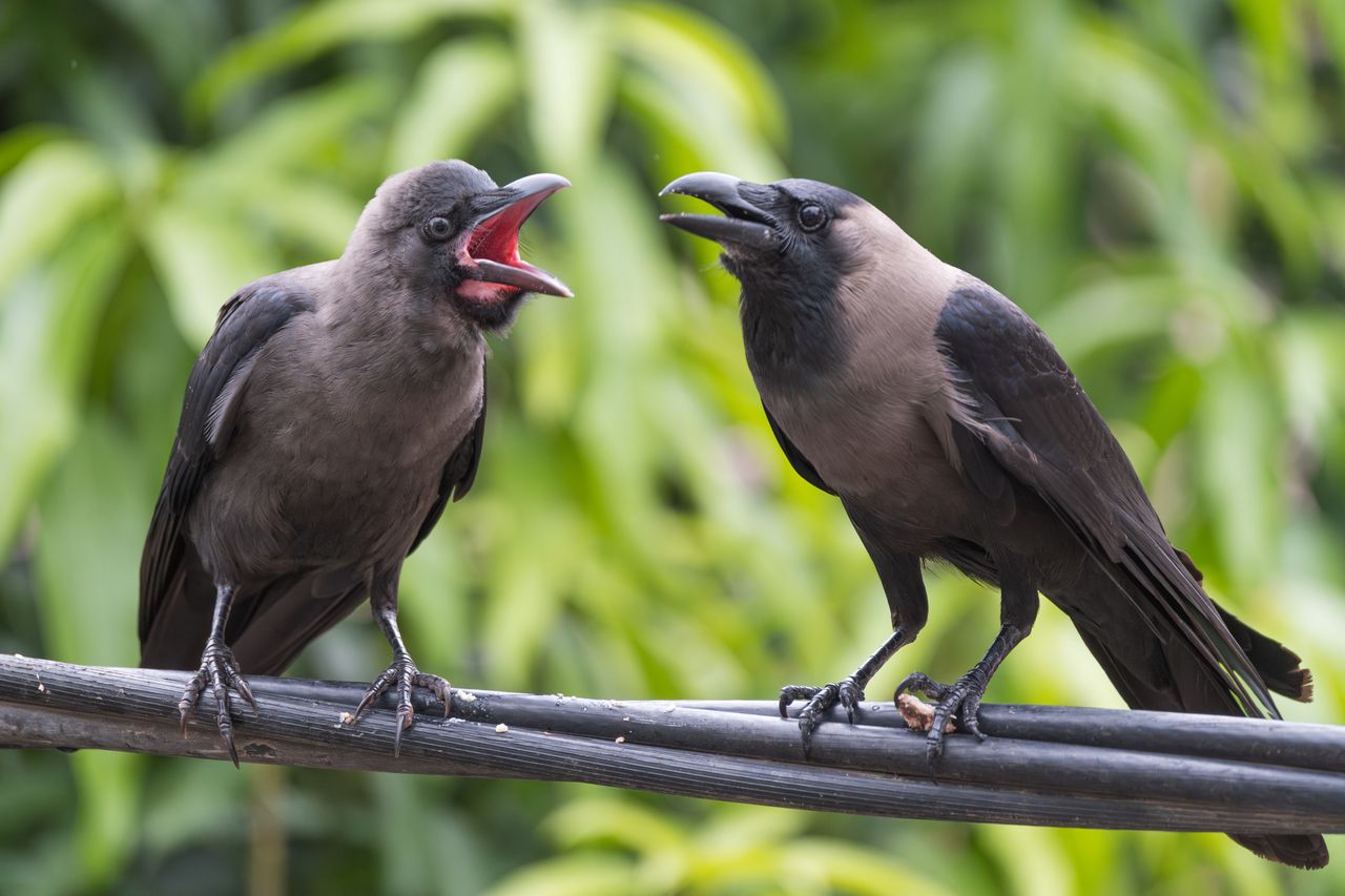 Wspólny „język” ptaków. Wykształciły niezwykły mechanizm