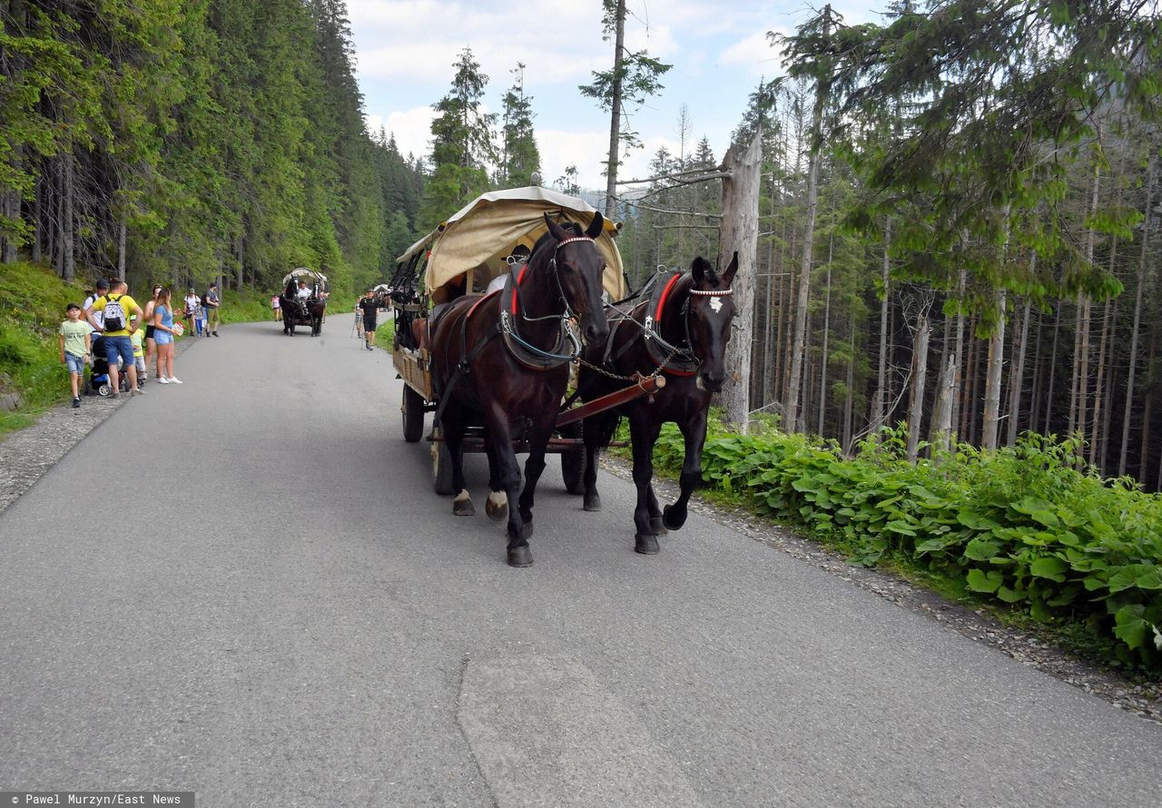 Kulawy koń ciągnął turystów nad Morskie Oko. Wstrząsające nagranie trafiło do sieci