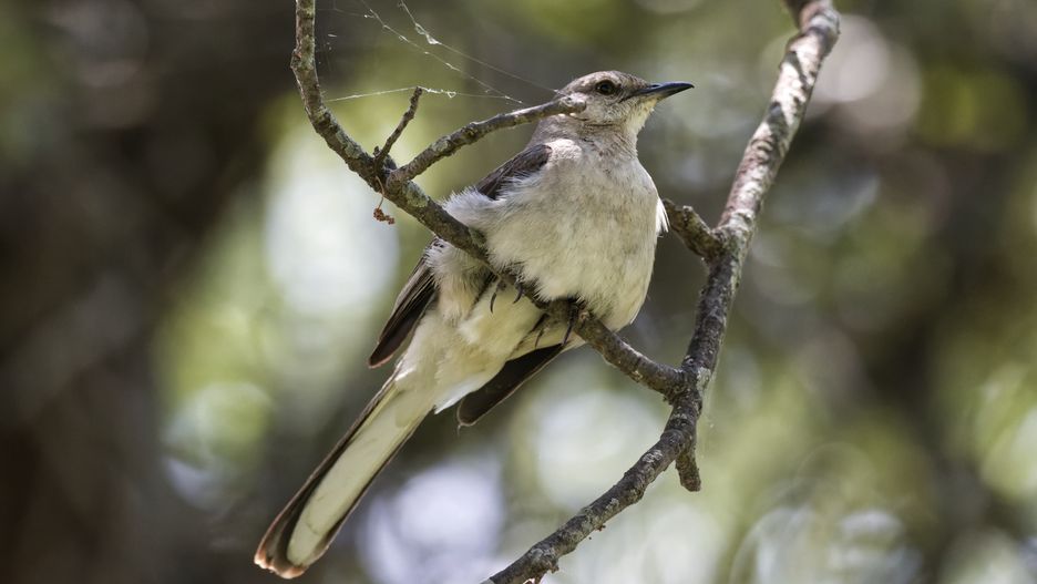 szuka głównie owadów, ale nie gardzi też ślimakami, pająkami lur