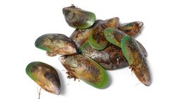 Omułek Zielonowargowy - właściwości, zastosowanie, przeciwwskazania