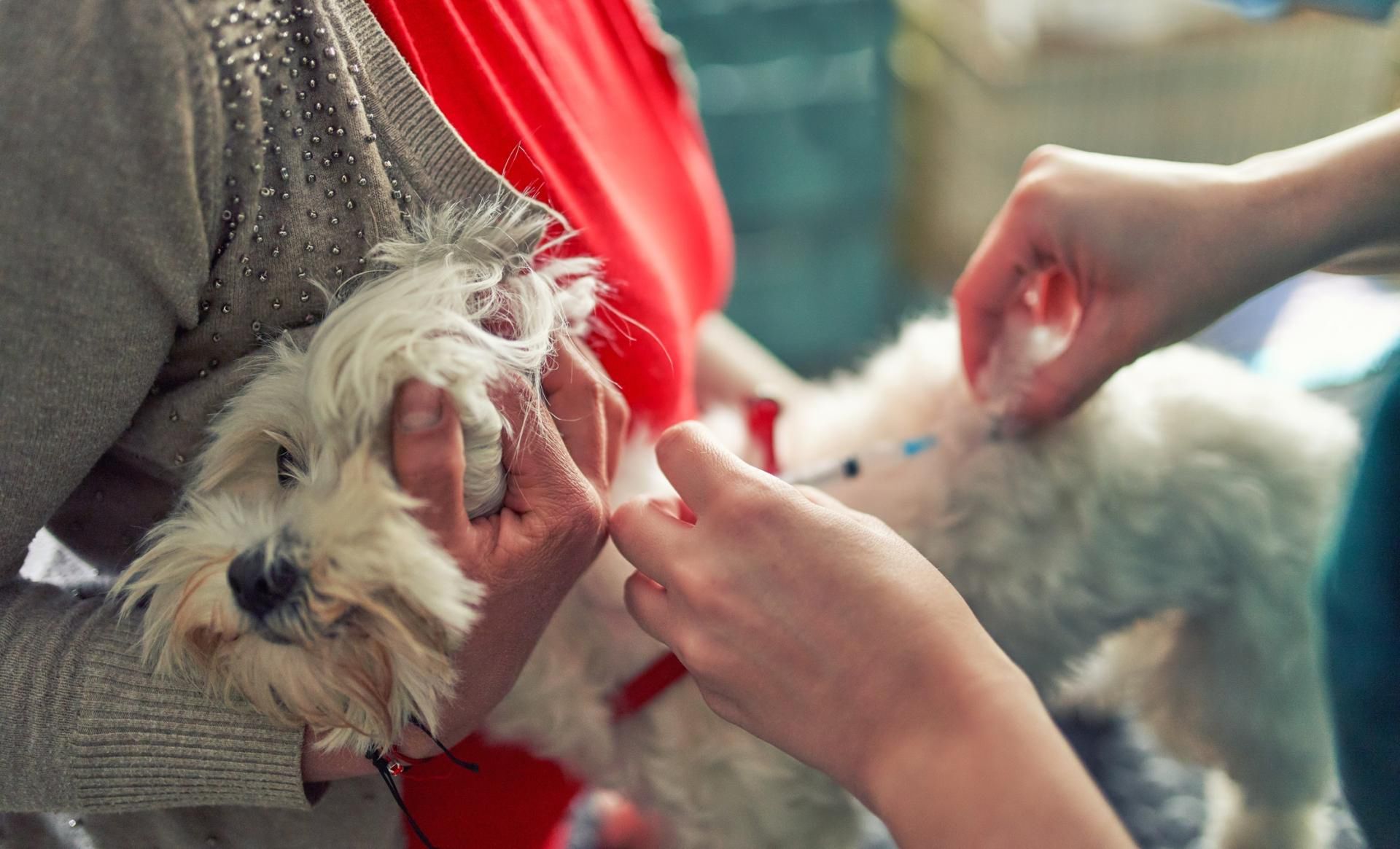 W Polsce szczepienia psów przeciwko wściekliźnie są obowiązkowe