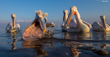 "Male plavidlo", czyli nietypowy sposób na fotografowanie pelikanów