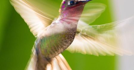 Tracy Johnson ma dar śpiewnia, ale także przyciągania i fotografowania kolibrów