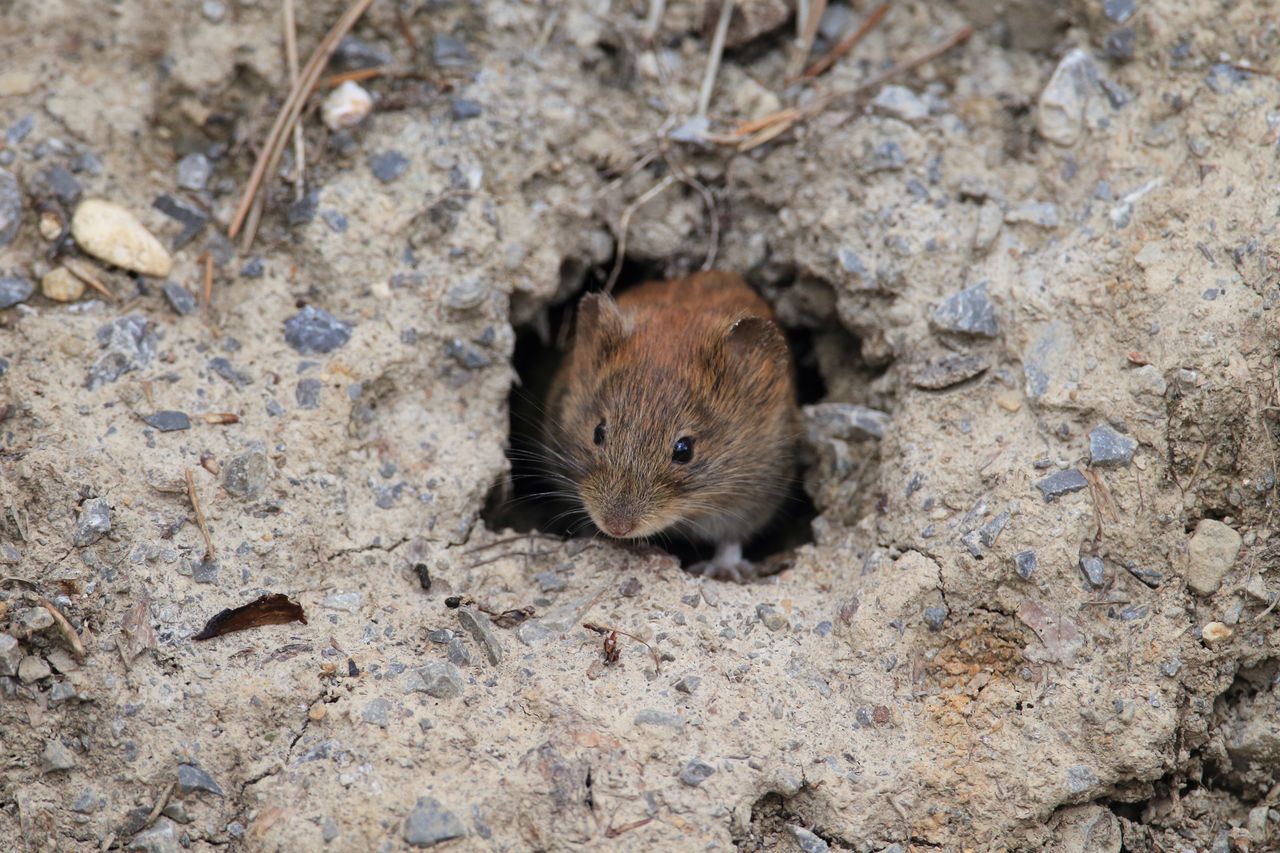 How to get rid of voles from the garden?