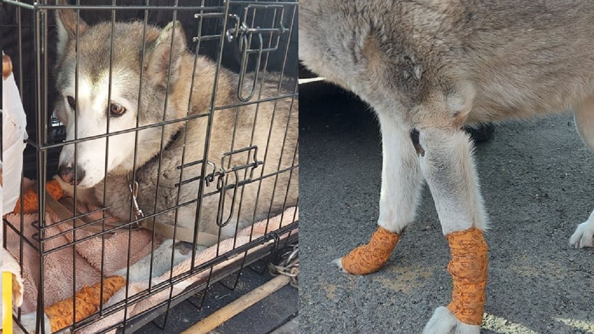 Kobieta ciągnęła psa za samochodem 