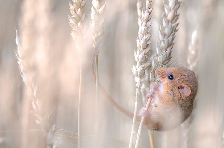 Polak wśród zwycięzców Wildlife Photographer of the Year 2013 [galeria]