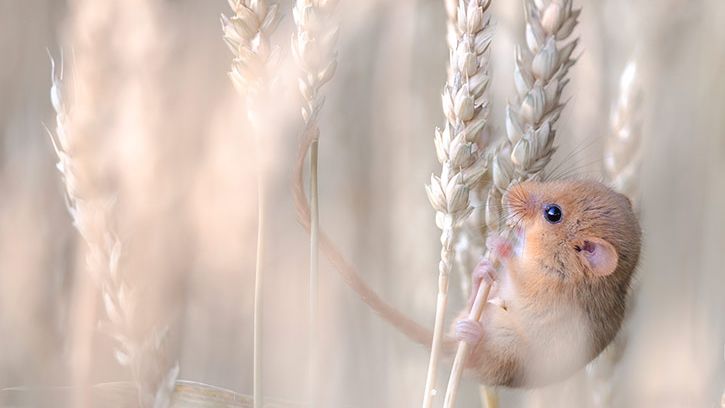 Polak wśród zwycięzców Wildlife Photographer of the Year 2013 [galeria] 1