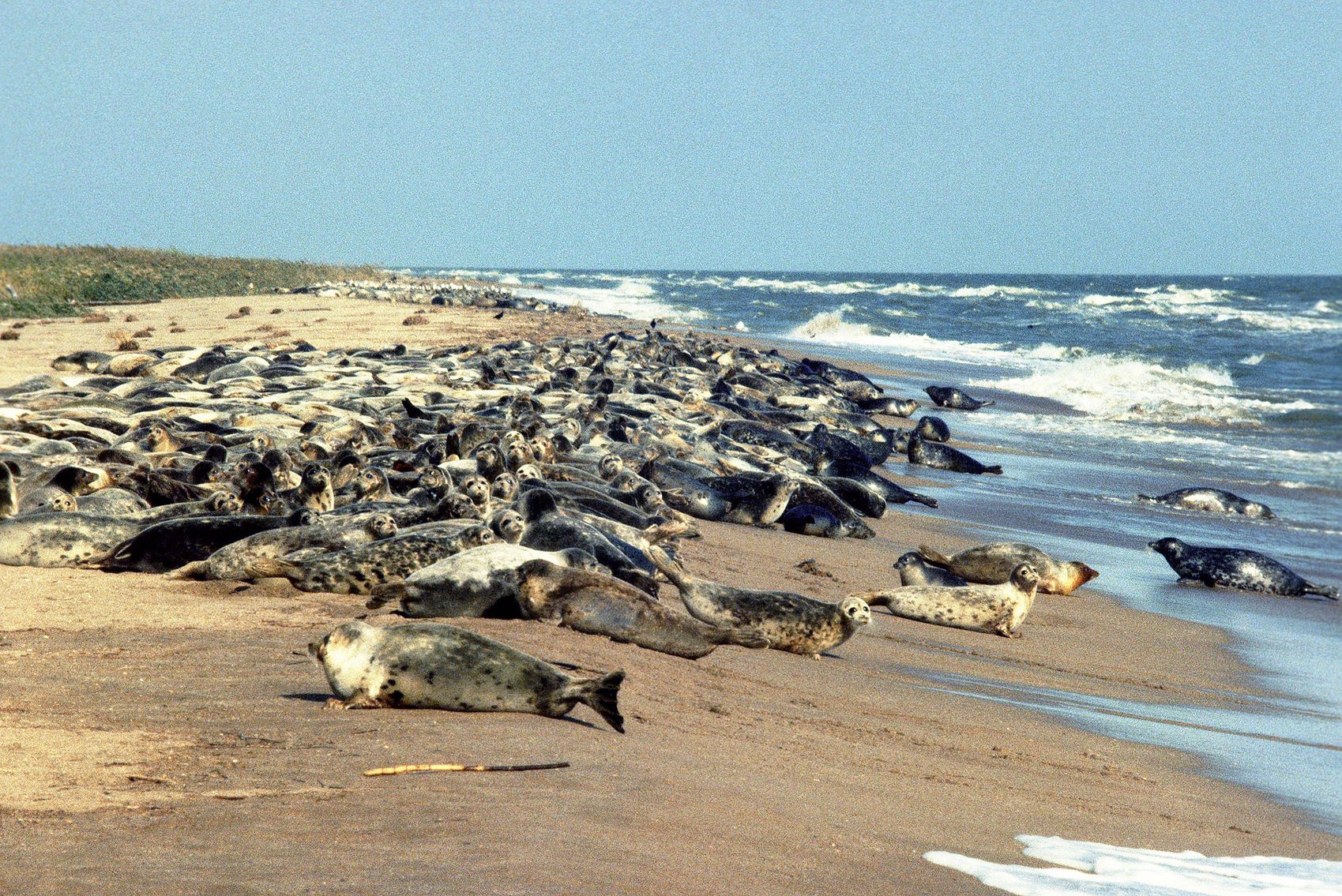 Foki kaspijskie są zagrożone wyginięciem 