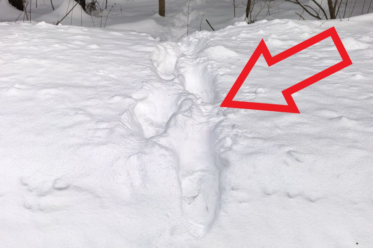 Dziwny ślad na śniegu. Leśnicy tłumaczą