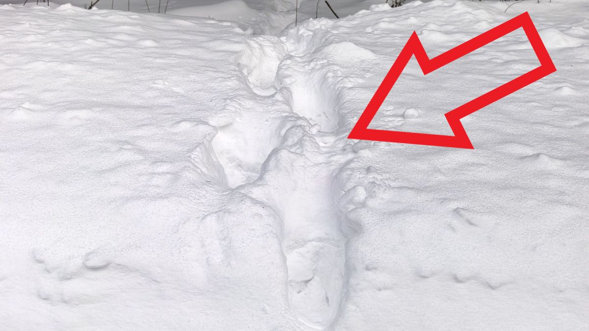 Znów zauważono ślady niedźwiedzia na śniegu