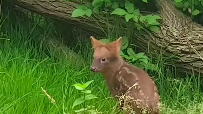 Warszawa. Pudu południowe, jedna z najmłodszych mieszkanek stołecznego zoo czeka na imię