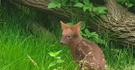 Warszawa. Pudu południowa czeka na imię. To może być Mała Mi