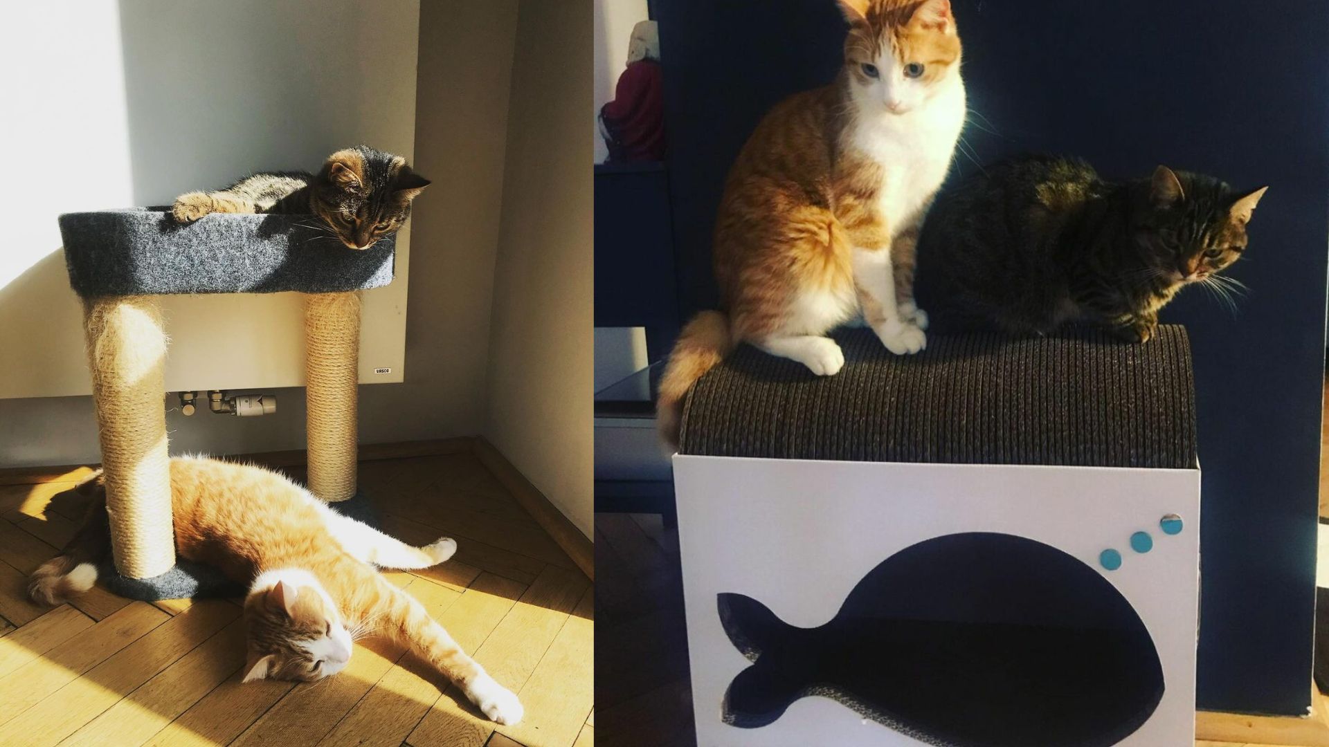 Tak mieszka Magdalena Cielecka