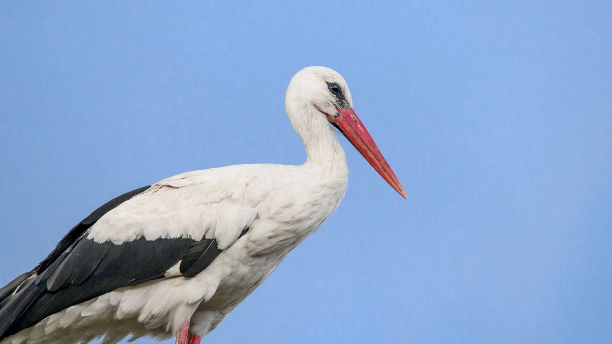 Zaginął bocian Krutek