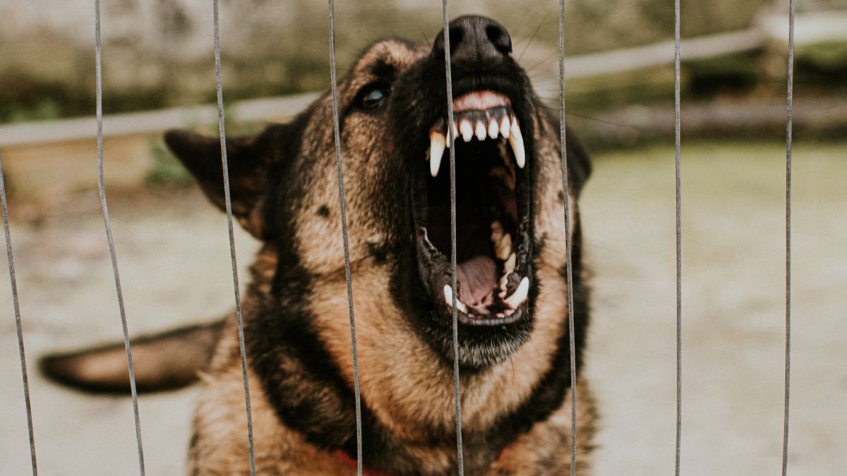 Śmiertelny atak psów na kobietę (zdj. podgl.).