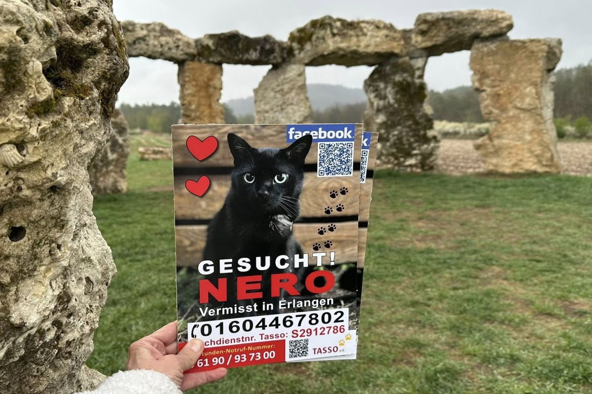 Unbeirrbarer Katzenliebhaber sucht seit 10 Monaten nach Nero