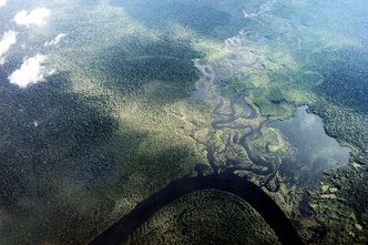 Lasy deszczowe znikają coraz szybciej. W 2020 roku zniszczono obszar wielkości Holandii