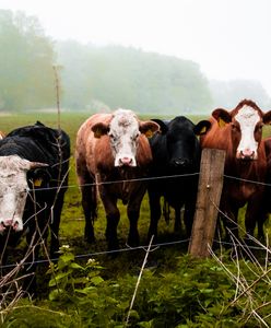 Pierwszy taki kraj. Obrońcy "prawa do kotleta" wściekli