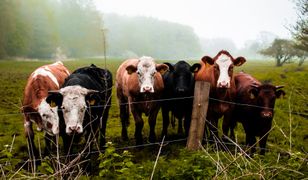 Pierwszy taki kraj. Obrońcy "prawa do kotleta" wściekli