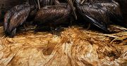 Wystawy Wildlife Photographer of the Year 2011 od jutra w Polsce
