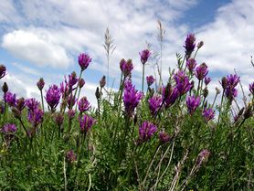 Traganek - właściwości, przeciwwskazania, zastosowanie