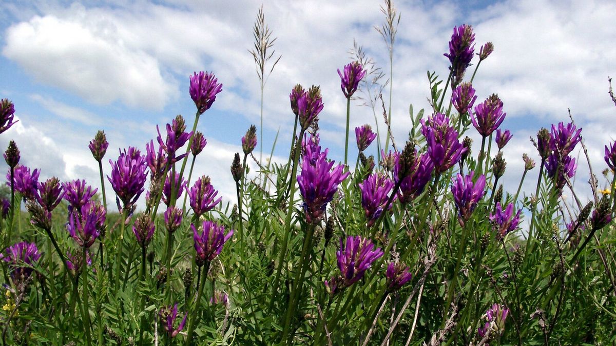 Traganek to adaptogen, który wykazuje wiele cennych właściwości zdrowotnych.